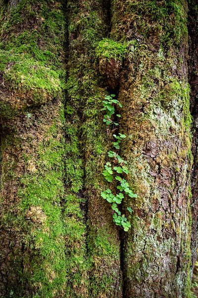 Tronc d'arbre avec mousse et trèfles par Suzanne Schoepe