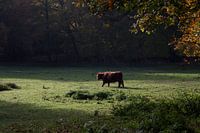 Bison im Wald