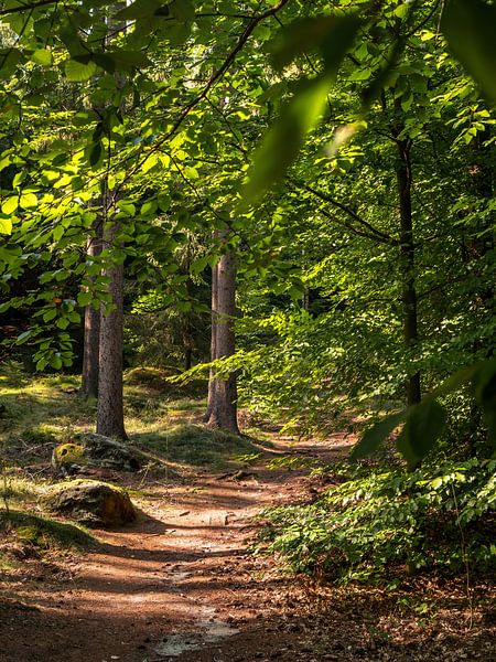 Lampertstein in Saxon Switzerland - Through the green lung by Pixelwerk