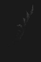 Ein Farn im Sonnenlicht, schwarz und weiß, abstrakt