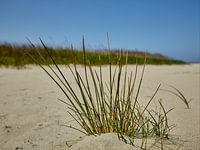 Bull rush in the Kwade Hoek near Goedereede
