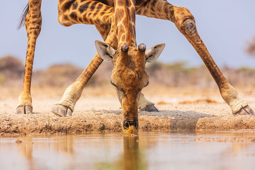 Nahaufnahme einer anmutigen Giraffe beim Trinken aus einer Wasserquelle von Chris Stenger