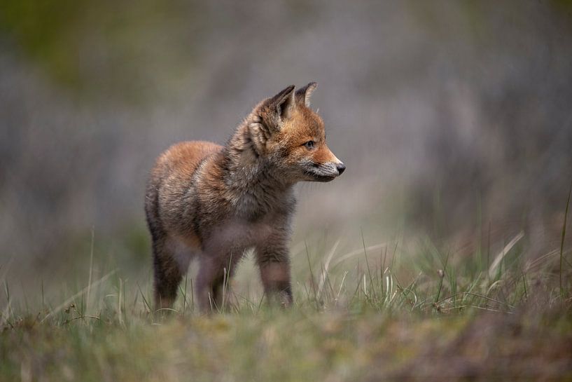 Renardeau de renard roux. par Maurice van de Waarsenburg