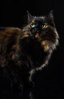 Porträt einer Katze.