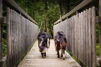 Best friends | Two border collies walking over a wooden bridge