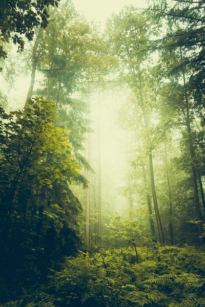 Forêt d'été par Dirk Wüstenhagen