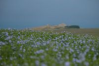 Bloemenveld aan de Côte d'opole