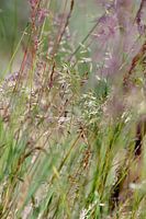 Bal de brins d'herbes