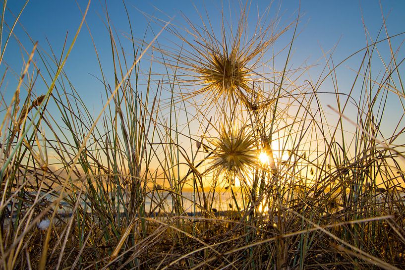Dunes at sunrise by Michaelangelo Pix