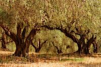 KRETA Olijfgaard - de boog van de olijfbomen