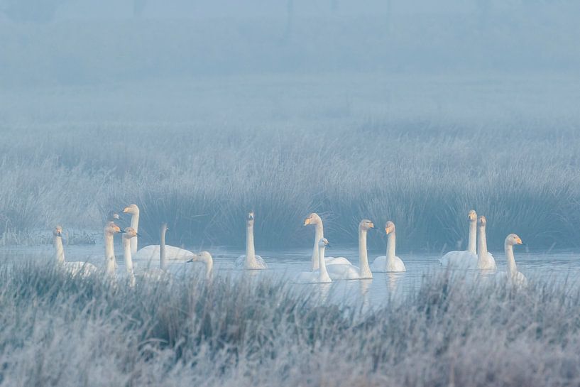 Winterstemming met wilde zwanen en een kleine zwaan par Karla Leeftink