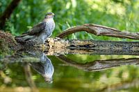 Sparrowhawk at the water's edge