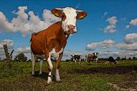 Koeien poster roodbont in de wei