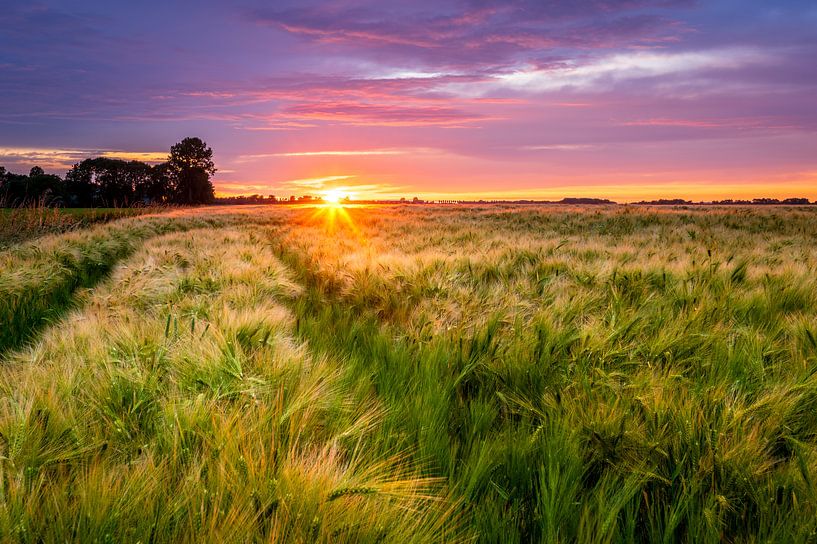 Sonnenuntergang über einem Gerstenfeld von Ellen van den Doel