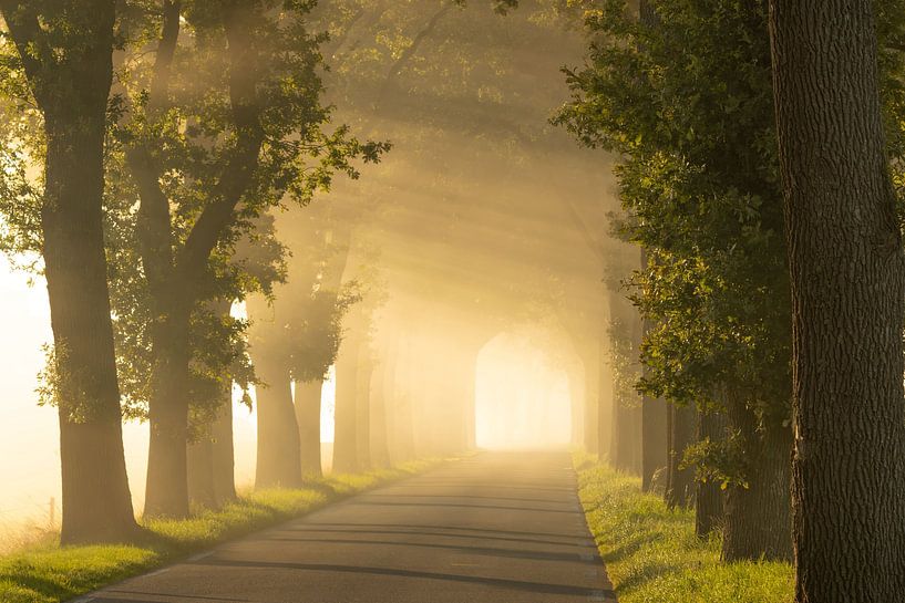 Schönes Licht über einer Straße in Drenthe von KB Design & Photography (Karen Brouwer)