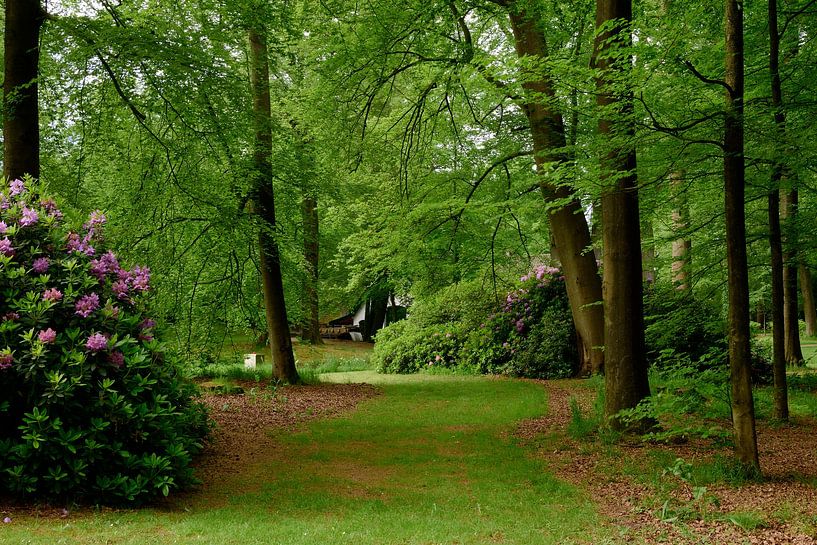 Bande herbeuse entre les arbres et les buissons par Gerard de Zwaan