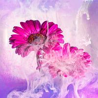 Gerbera photographed in a picturesque way