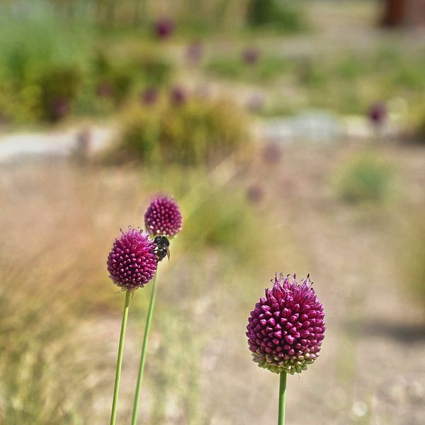 Kugel-Lauch von Frans Blok - Fotos, Kunst und weitere Wanddekoration