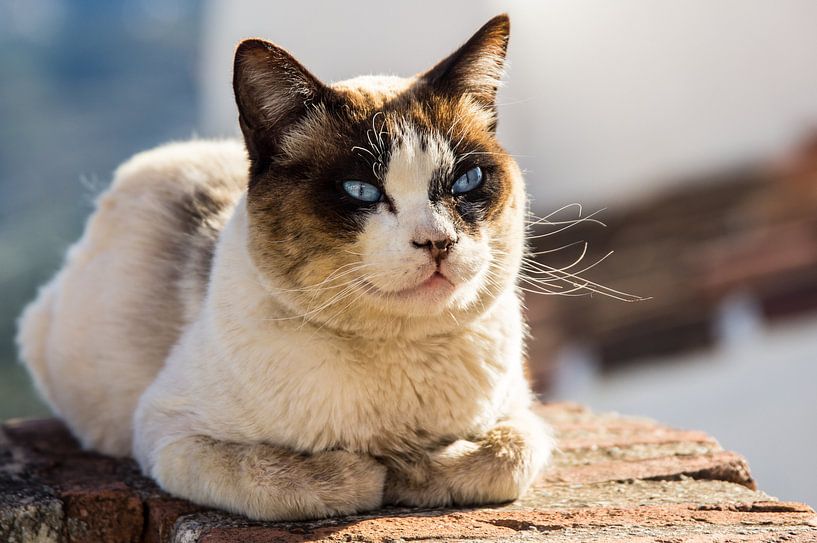 Kat van René Weijers