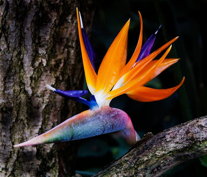 Strelitzia von Ina Hölzel