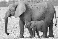 Elephant with calf