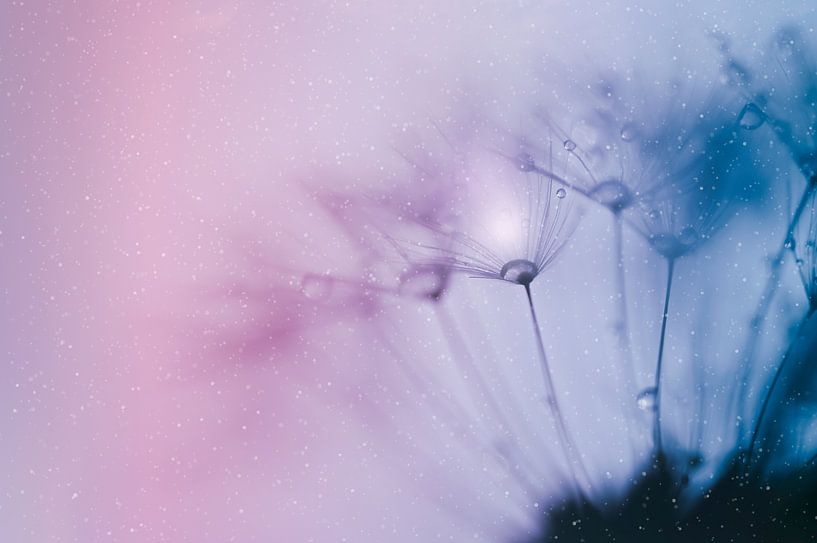 Löwenzahnflaum Traumwelt von Hilde Remerie Fotografie und digitale Kunst