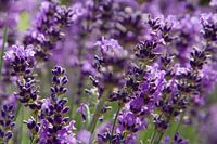 Lavenderfield