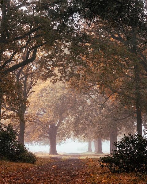Neblige Baumallee von Jeroen Brasz