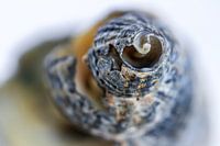 La coquille d'un bulot