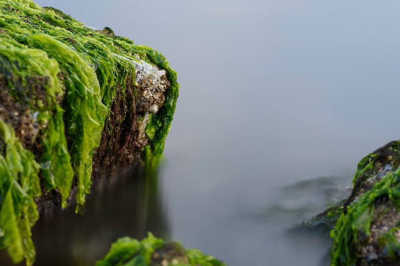 Zeewier groen 7 von Albert Wester Terschelling Photography
