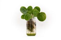 Pilea peperomioides im Glas