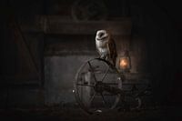 Chouette effraie dans une vieille grange