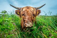 Scottish Highlander cow