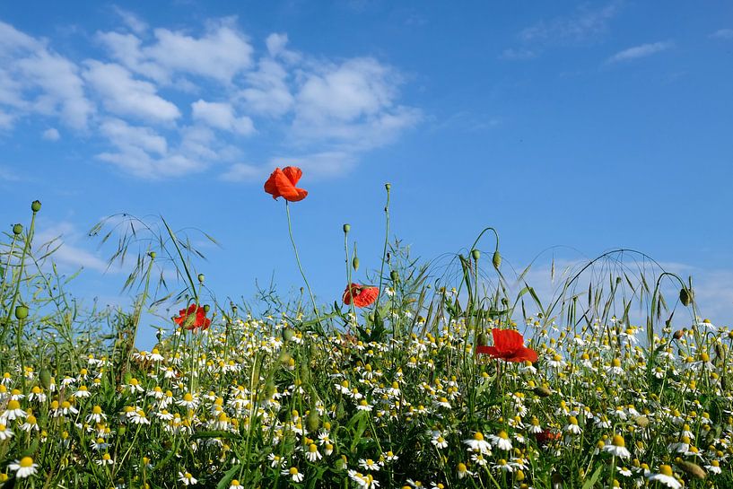 Feldblumen par Ostsee Bilder