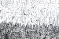 Wie eine Federzeichnung