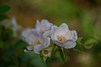 Zarten Buschröschen