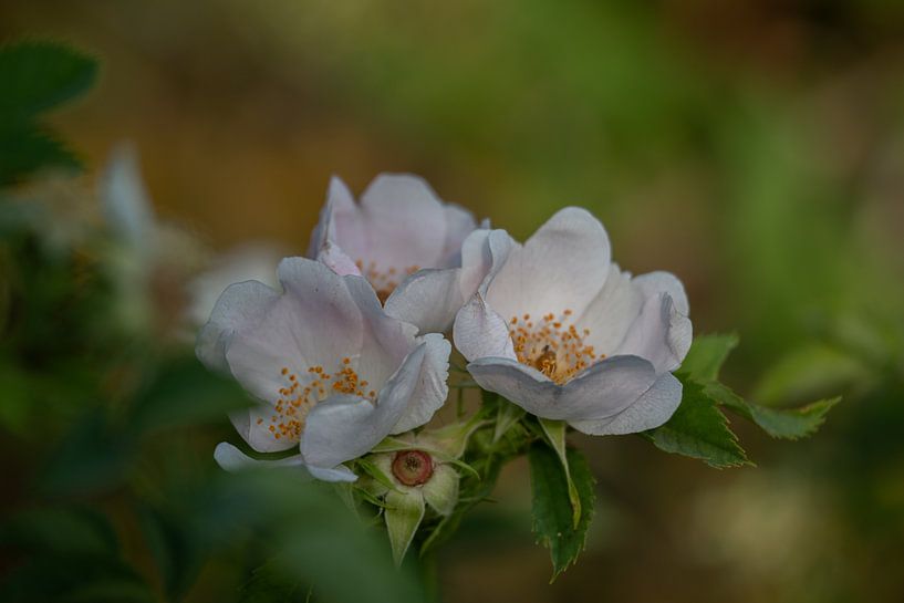 Zarten Buschröschen von Stefan Hauser