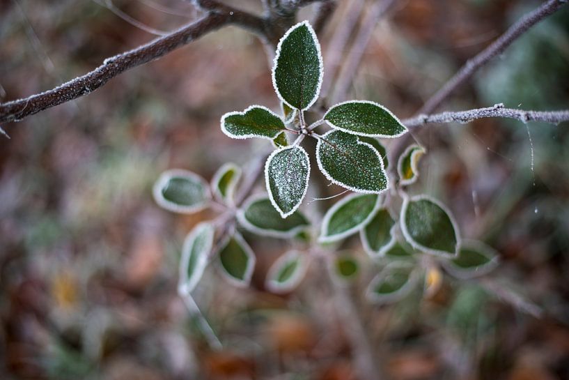 Winter ripe on green leaves photo print by Manja Herrebrugh - Outdoor by Manja