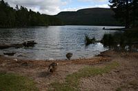 Enten kommen an Land