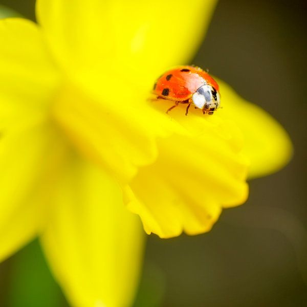 Makro Marienkäfer auf Narzisse von Marloes van Pareren