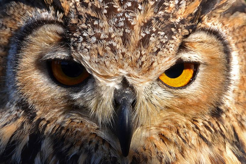 Uil IV von Frank de Ridder