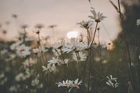 Wilde Gänseblümchen 