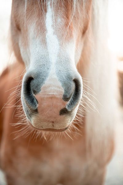 Close-up Horse Nose | Haflinger in Beige and White by Madinja Groenenberg