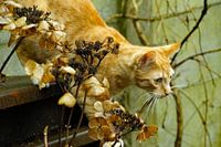 orange Katze zum Angriff bereit