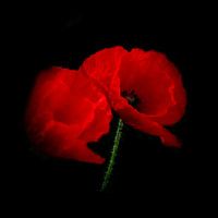 red poppy