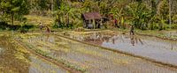 Rijstvelden bali