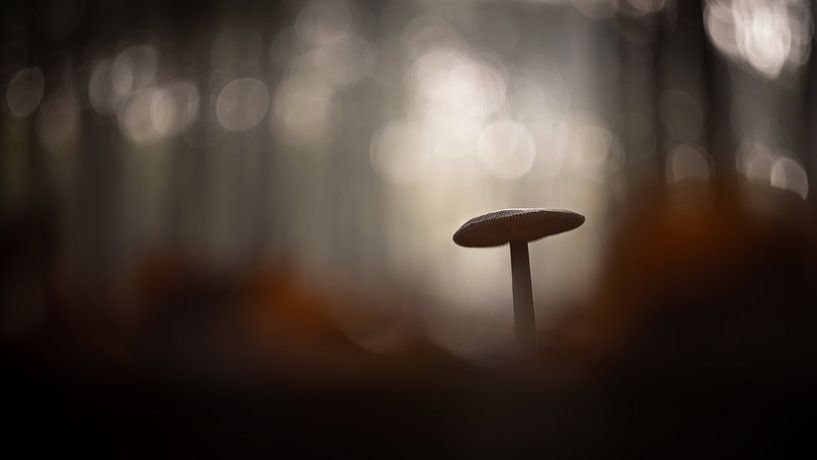 Dreamy mushroom by Gerrit Bikker