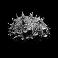 Coquille de châtaigne