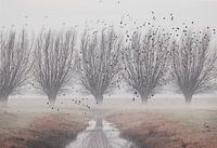 Pollard Weide Symmetrie