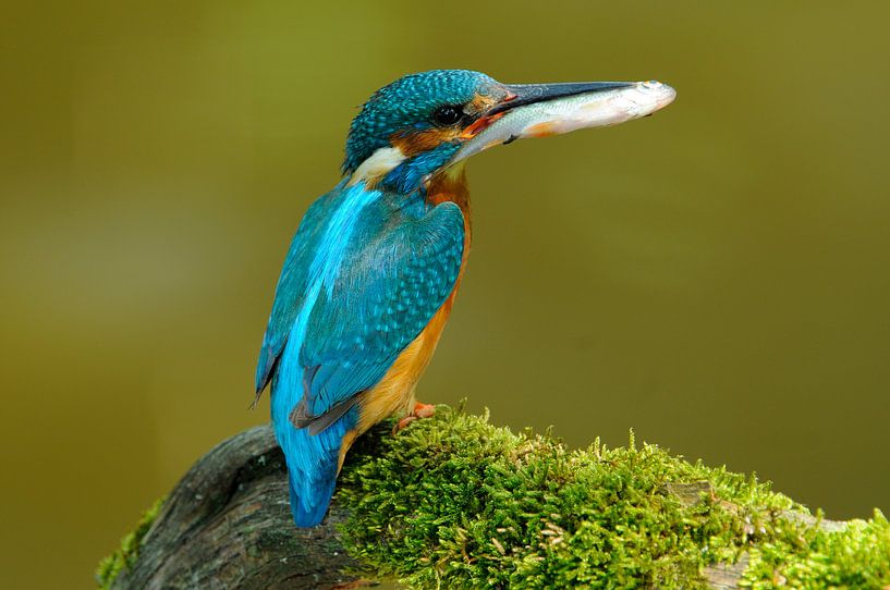 IJsvogel van Paul van Gaalen, natuurfotograaf